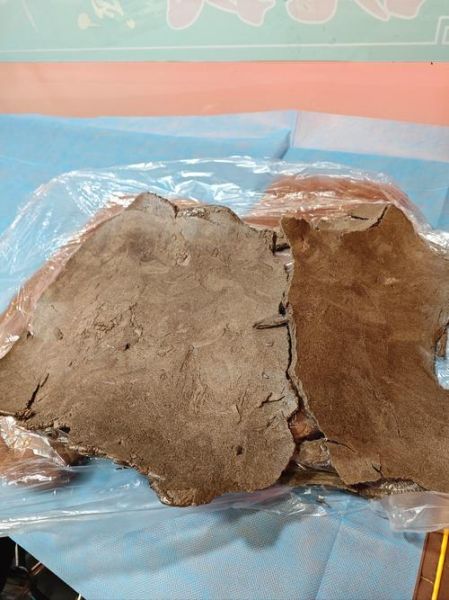 黄飞鸿生肖属相是什么（黄飞鸿属什么生肖？新手5分钟看懂）