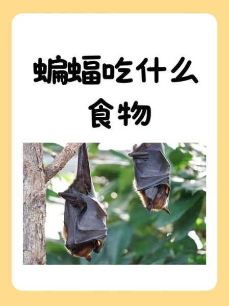蝙蝠是何生肖属相呢