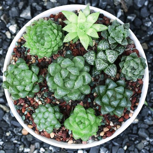 阿福属什么生肖属相（阿福属什么生肖🐶一查就知道）