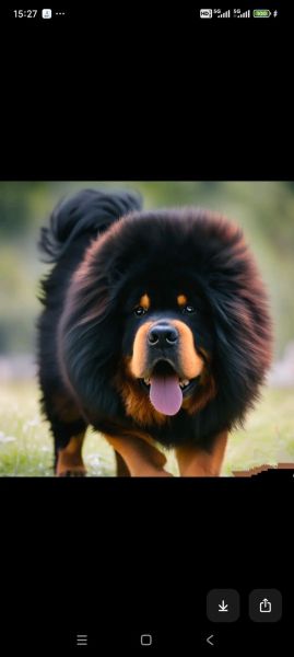 藏獒什么生肖属相