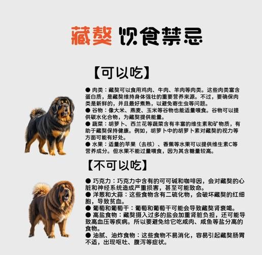 藏獒什么生肖属相