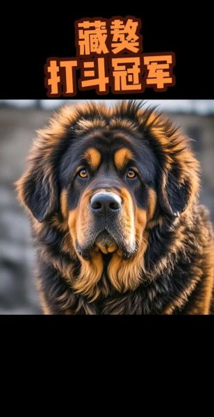 藏獒什么生肖属相