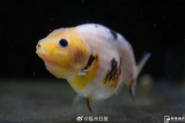 鱼属相是什么生肖（鱼属相是什么生肖？小白一看就懂）