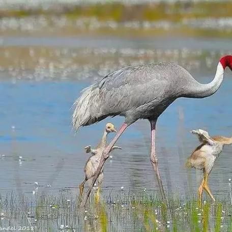 鹤属相是什么生肖