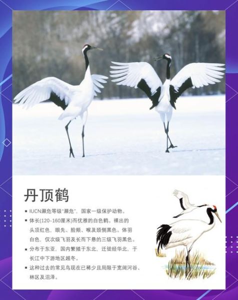 鹤属相是什么生肖