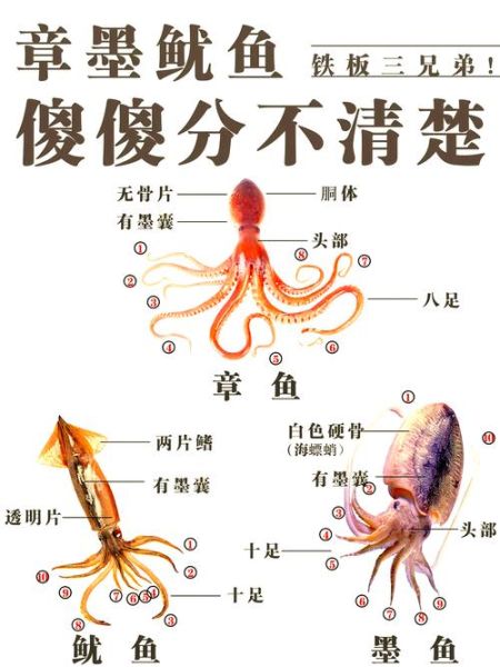 章鱼属相是什么生肖（章鱼是什么生肖，属什么动物？）