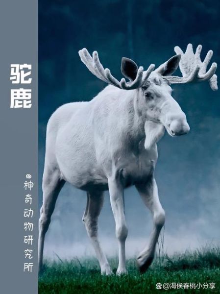 驼鹿什么生肖属相（驼鹿属什么生肖属相）