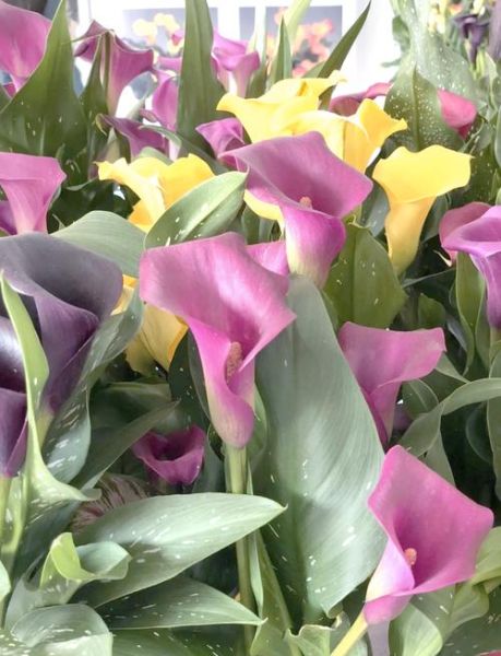 生肖公主属相兔花（兔公主最爱的幸运花有哪些）