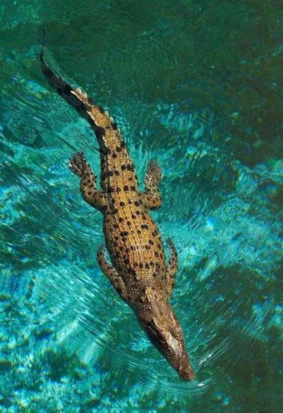 鄂鱼代表什么生肖属相