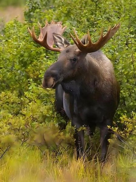 驼鹿什么生肖属相最好（驼鹿和十二生肖最配的是什么属相）