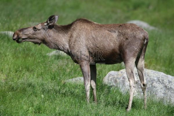 驼鹿什么生肖属相最好（驼鹿和十二生肖最配的是什么属相）