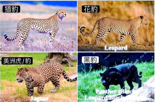 驼鹿什么生肖属相最好（驼鹿和十二生肖最配的是什么属相）