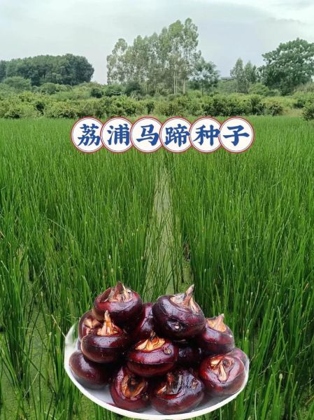 荸荠代表什么生肖属相