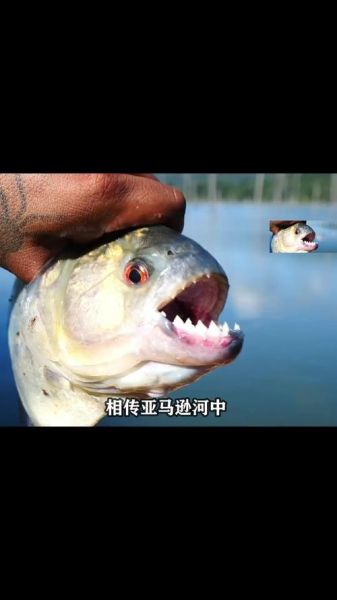 食人鱼的生肖是什么属相