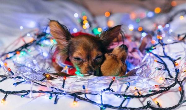 生肖马要配什么属相好（属马的和哪些属相最配）