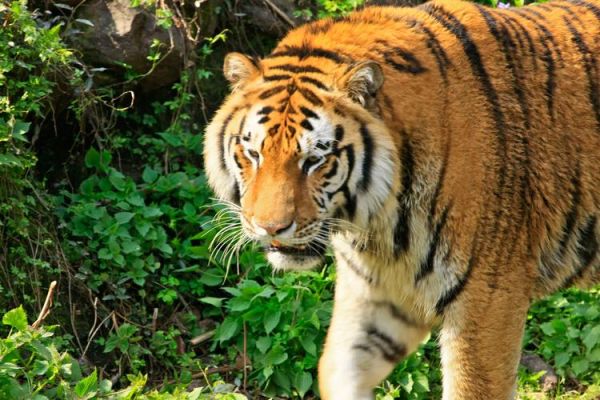 马奎斯属什么生肖属相