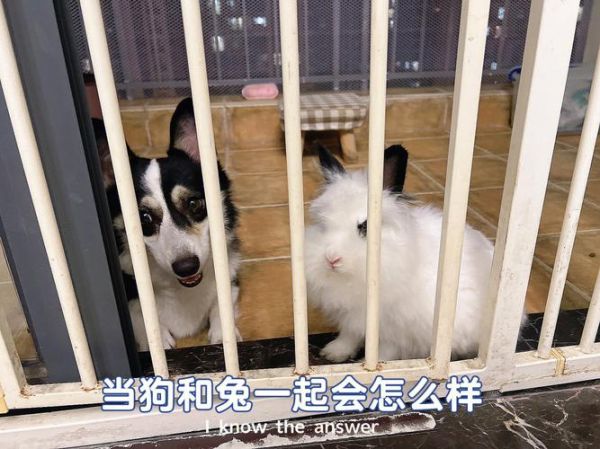 生肖兔和狗生什么属相和（兔狗夫妻生什么属相宝宝好）