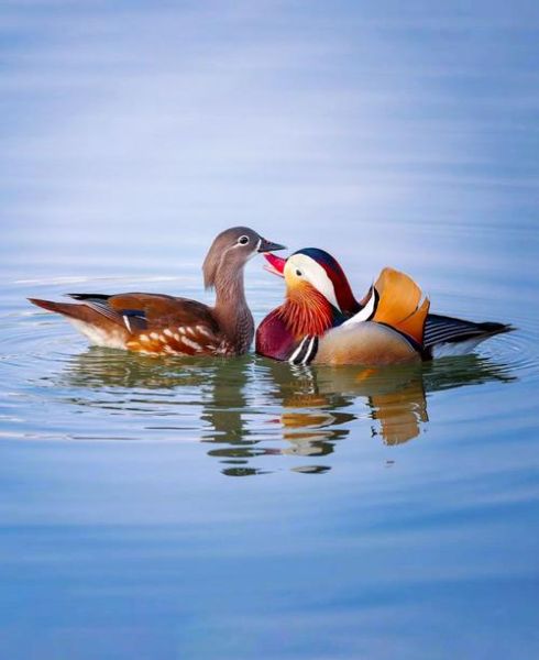 鸳鸯夫妻属相是什么生肖（鸳鸯夫妻属相合婚对照表🔥）