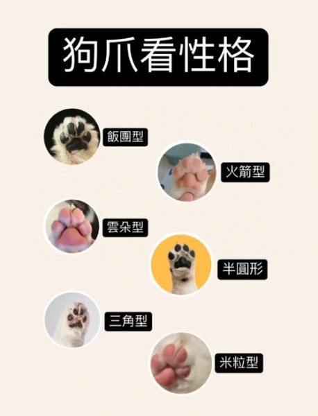 生肖狗婚姻最好属相（属狗婚姻最好的生肖有哪些🐾）