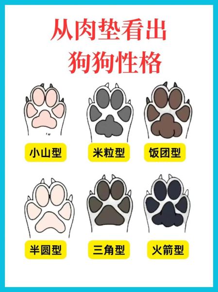 生肖狗婚姻最好属相（属狗婚姻最好的生肖有哪些🐾）