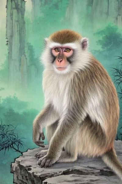 纹满背猴子生肖属相（纹满背猴子生肖有什么讲究）