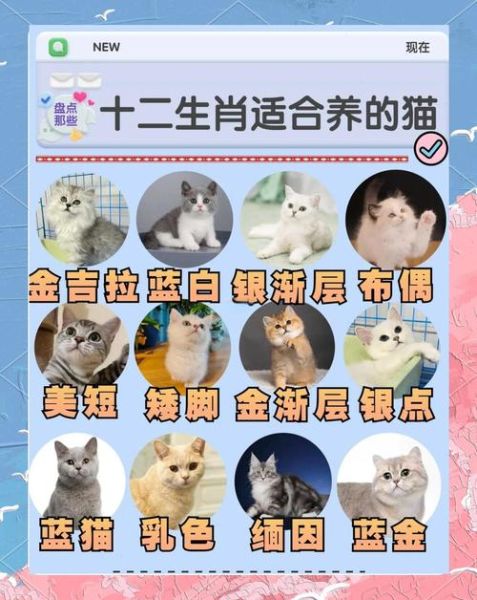 生肖属相贴纸定制（生肖属相贴纸定制流程图解🐱‍🏍）