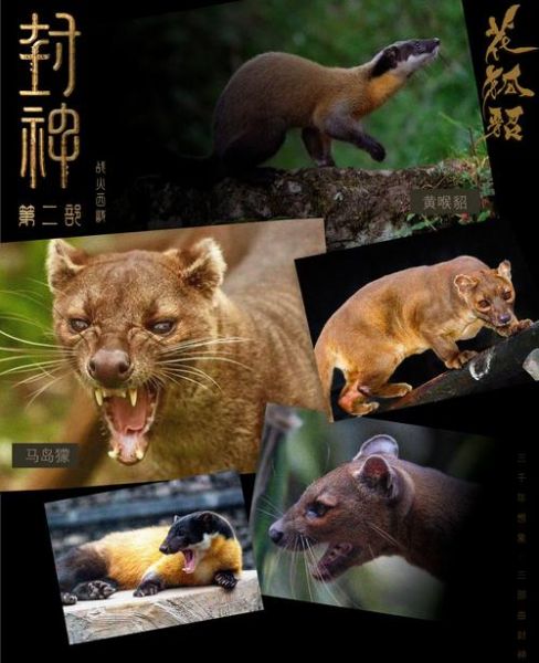 貂婵的生肖属相（貂婵的生肖属相是什么？）