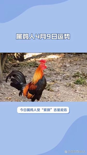 属相鸡每日生肖运势(属鸡人今日运势及开运小技巧)