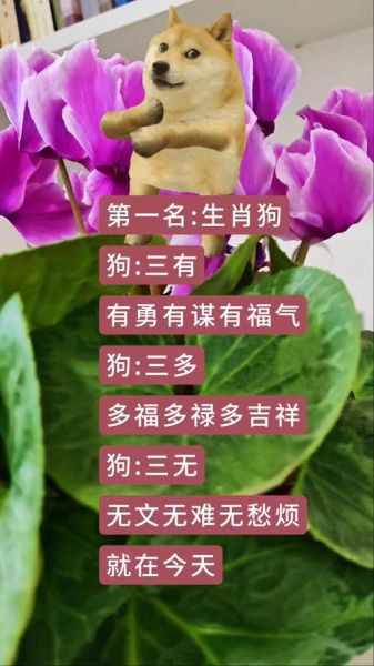 生肖狗属相好嘛（生肖狗属相好不好？看完秒懂优缺点）