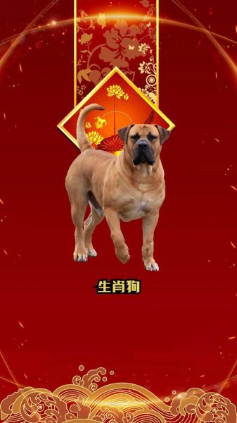 生肖狗属相好嘛（生肖狗属相好不好？看完秒懂优缺点）