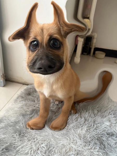 生肖土狗婚配属相（土狗和什么生肖最配结婚）