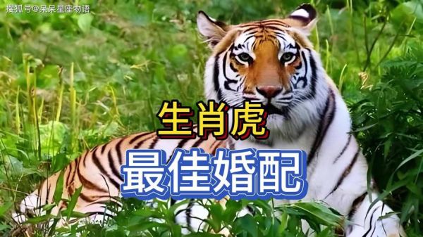 生肖虎的最佳配偶属相