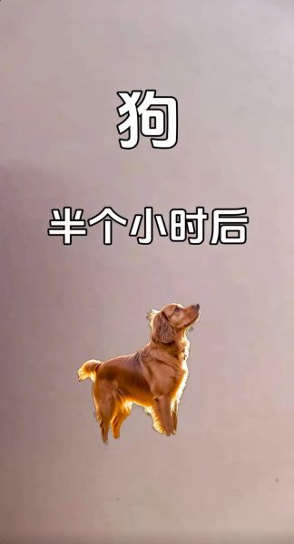 生肖狗属相教程（生肖狗属相入门教程全攻略）