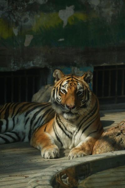 老虎依赖哪个生肖属相呢（老虎最依赖哪个属相？新手速查版）