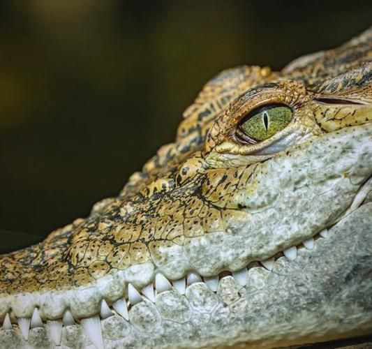 鳄鱼代表什么生肖属相（鳄鱼对应啥生肖？小白秒懂的答案）
