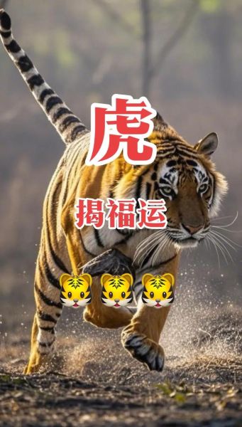 生肖虎的属相姻缘（生肖虎最配哪个属相？）