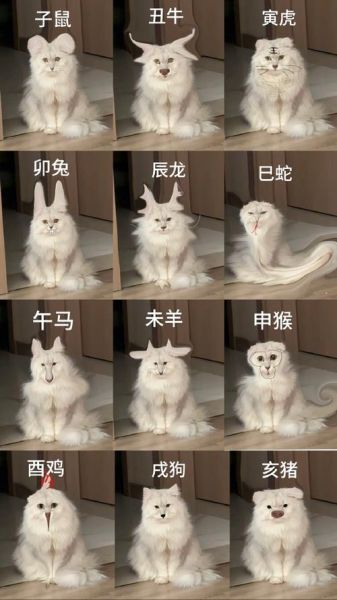 生肖猫的属相（生肖猫属于什么属相）