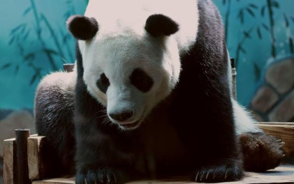 陆二喜属什么生肖属相（陆二喜属什么生肖）