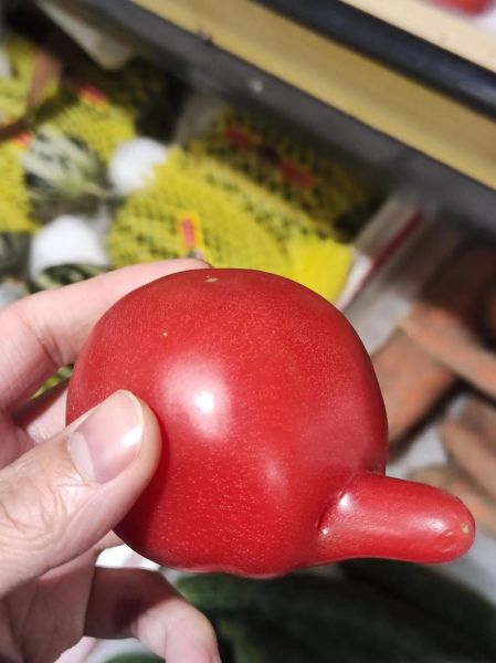 西红柿的生肖属相是什么（西红柿的生肖属相是什么？）