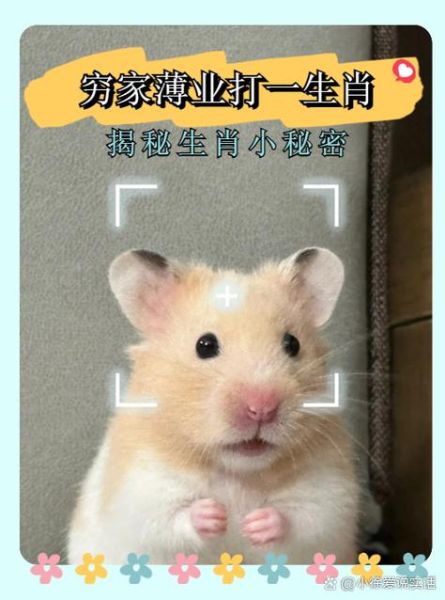 风属相是什么生肖动物