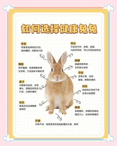 生肖兔防什么属相（生肖兔防生肖鸡最全指南）