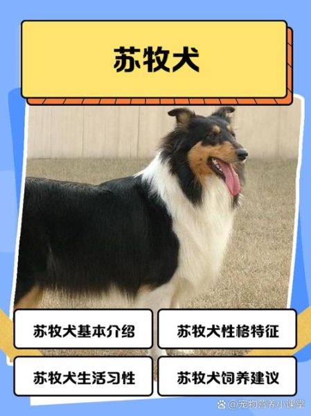 苏牧属什么生肖属相（苏牧属什么生肖属相查询）