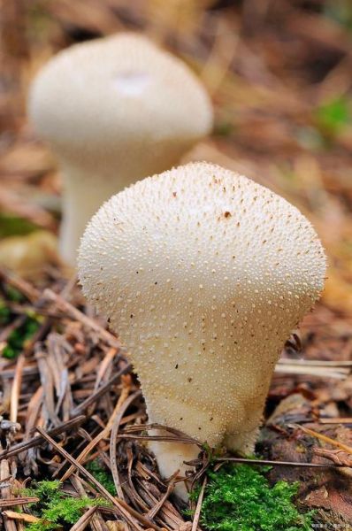 马勃属相是什么生肖（马勃属相是什么生肖？小白也能看懂！）