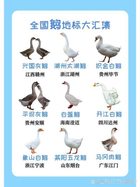 鹅对应的生肖属相（鹅对应的生肖属相是什么）