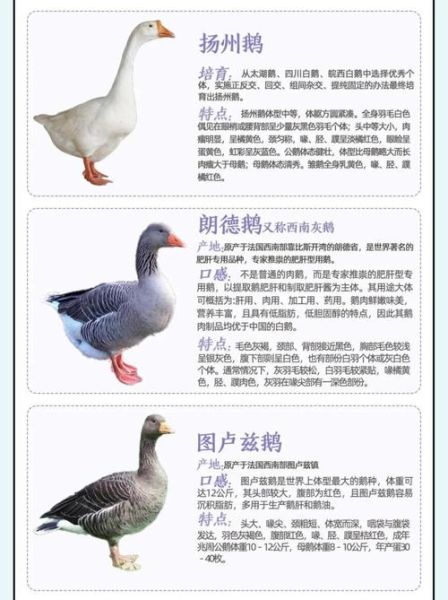 鹅对应的生肖属相（鹅对应的生肖属相是什么）