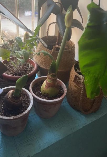 红花代表什么生肖属相（红花代表什么生肖属相完整解析）