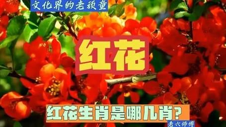 红花代表什么生肖属相（红花代表什么生肖属相完整解析）