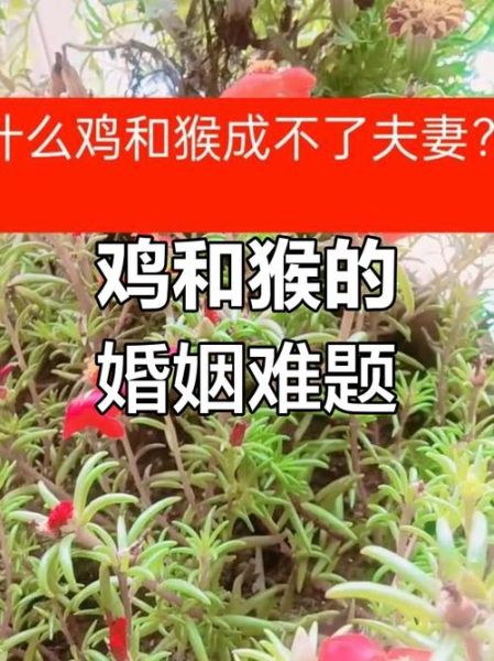 生肖属相配鸡与猴（鸡和猴的属相到底合不合）