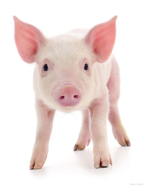 皮肤白的生肖属相（皮肤最白的生肖是哪个）