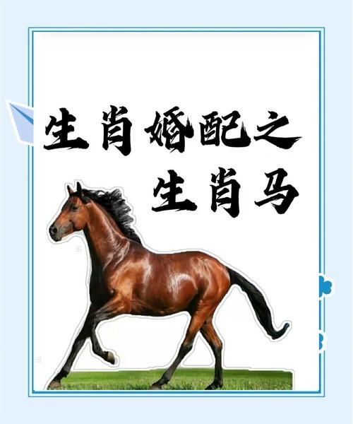 马的生肖跟哪些生肖属相相合（马与哪些属相最合拍？🐴❤️）